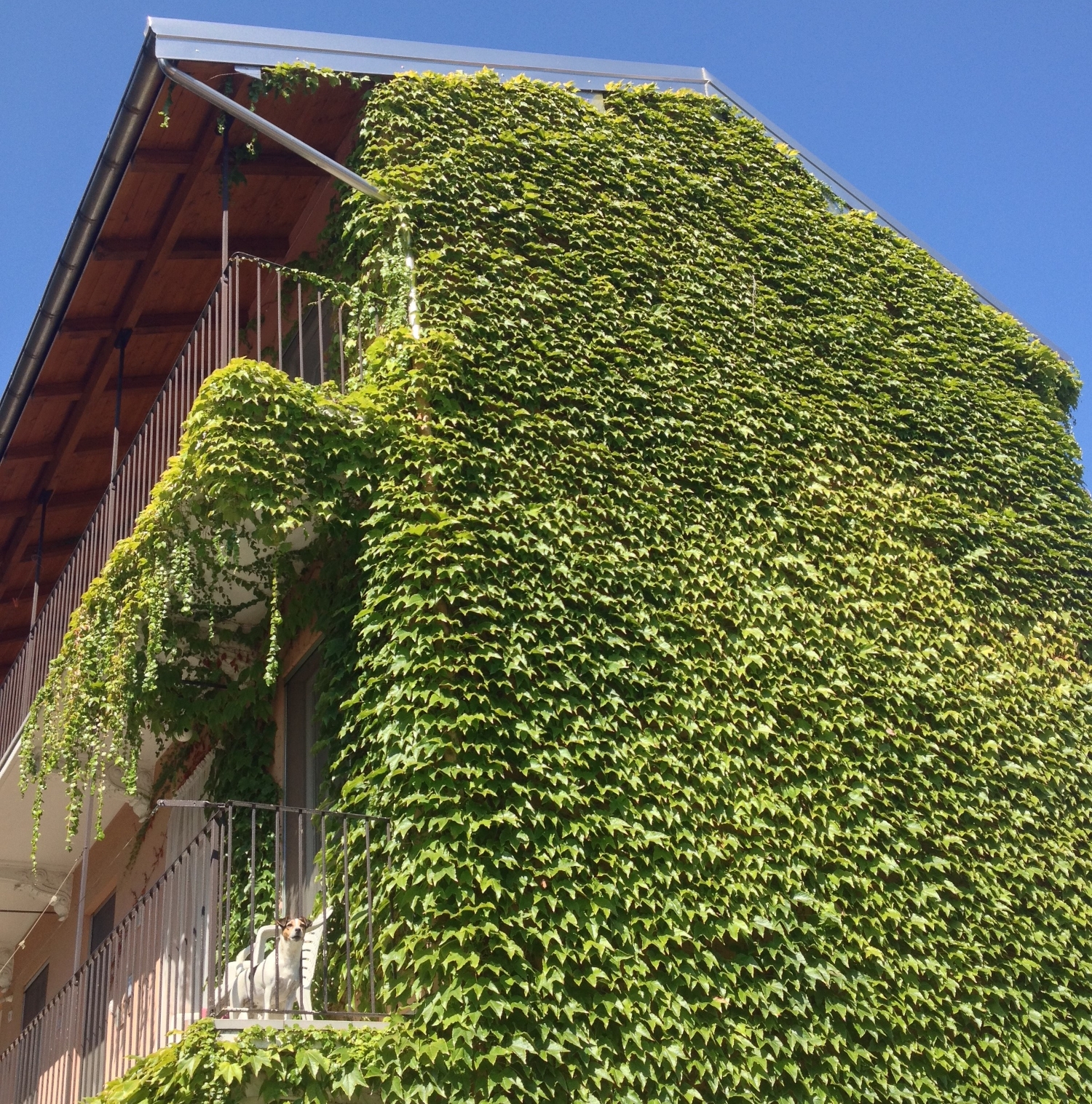 il verde copre gli errori...